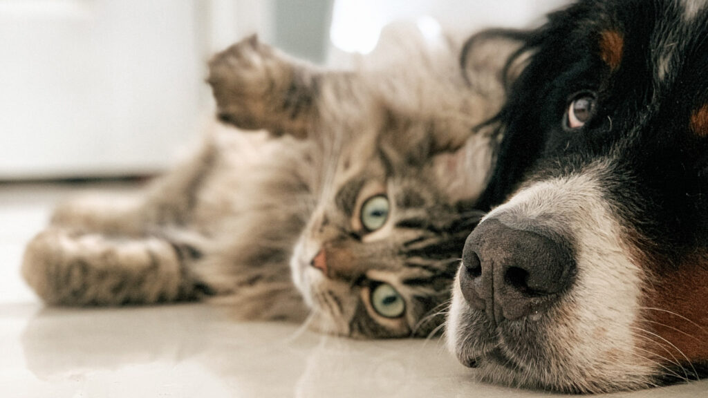 Hund og katt - Tinn Energi & Fiber Hund og katt
